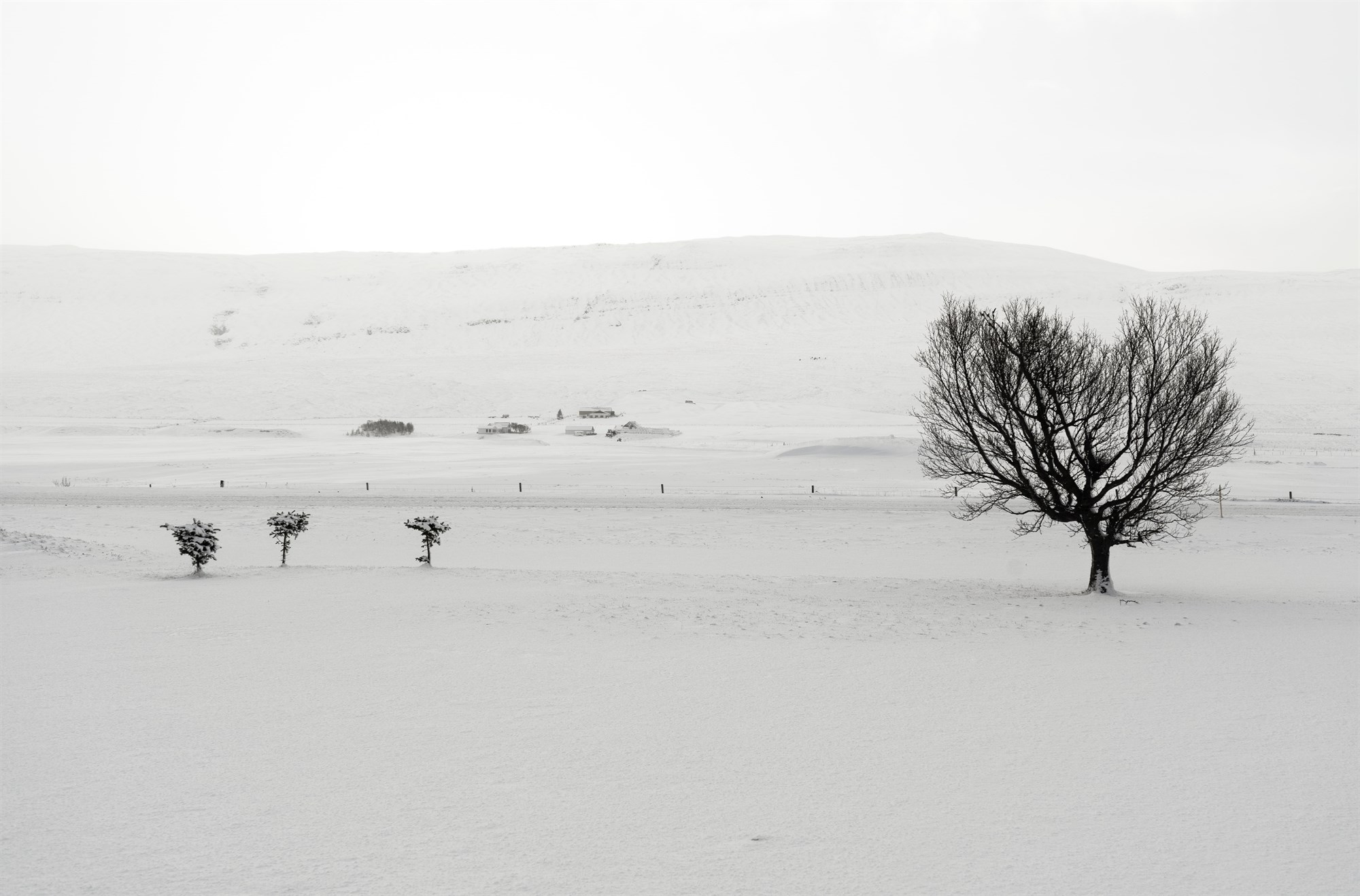 Iceland Forests?